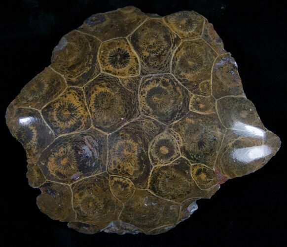Polished Fossil Coral Head - Very Detailed #10374